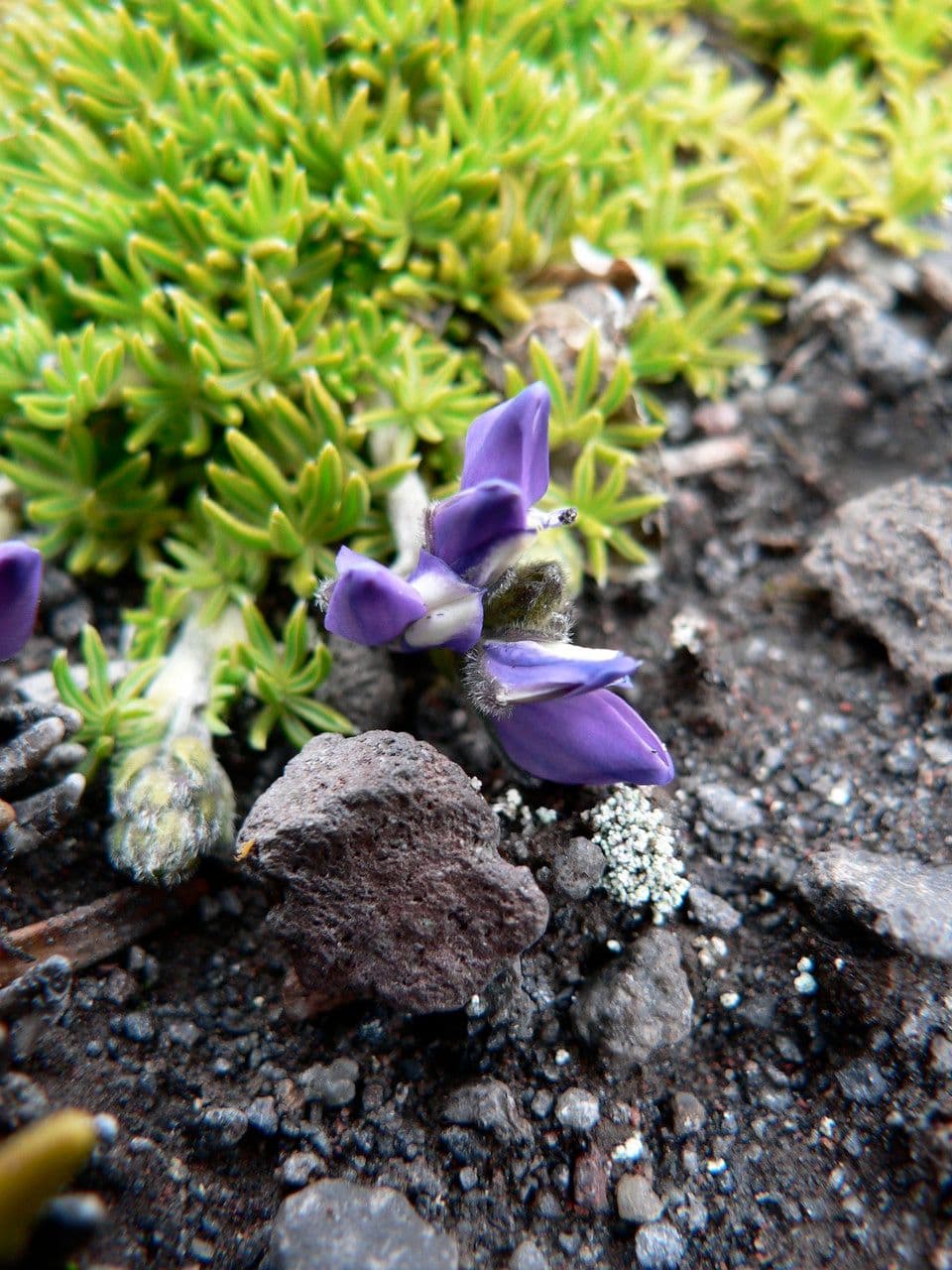 Kleinblättrige Lupine 2