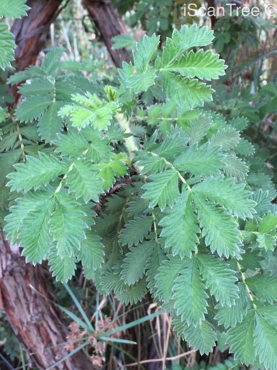 Leucosidea 5