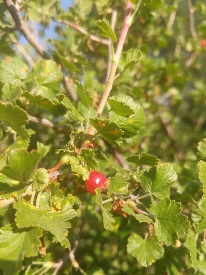 Ribes cereo 3