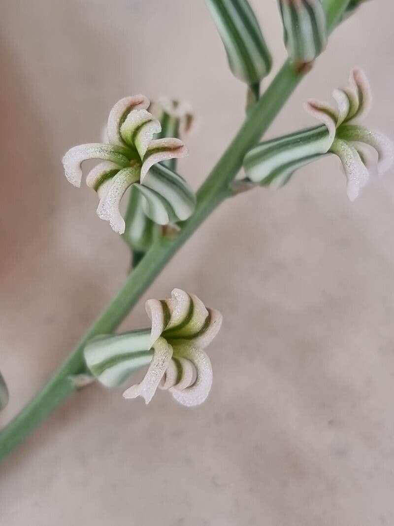 Haworthia