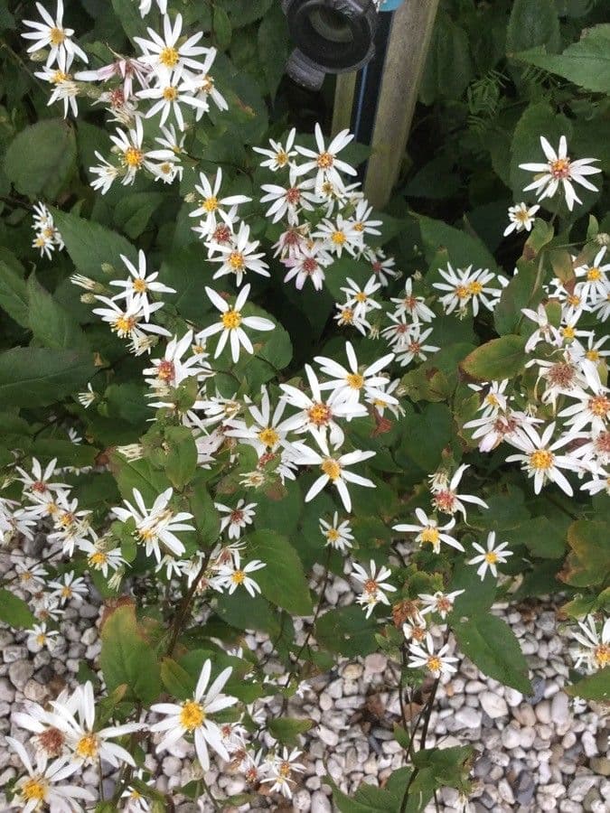 Doellingeria umbellata 21