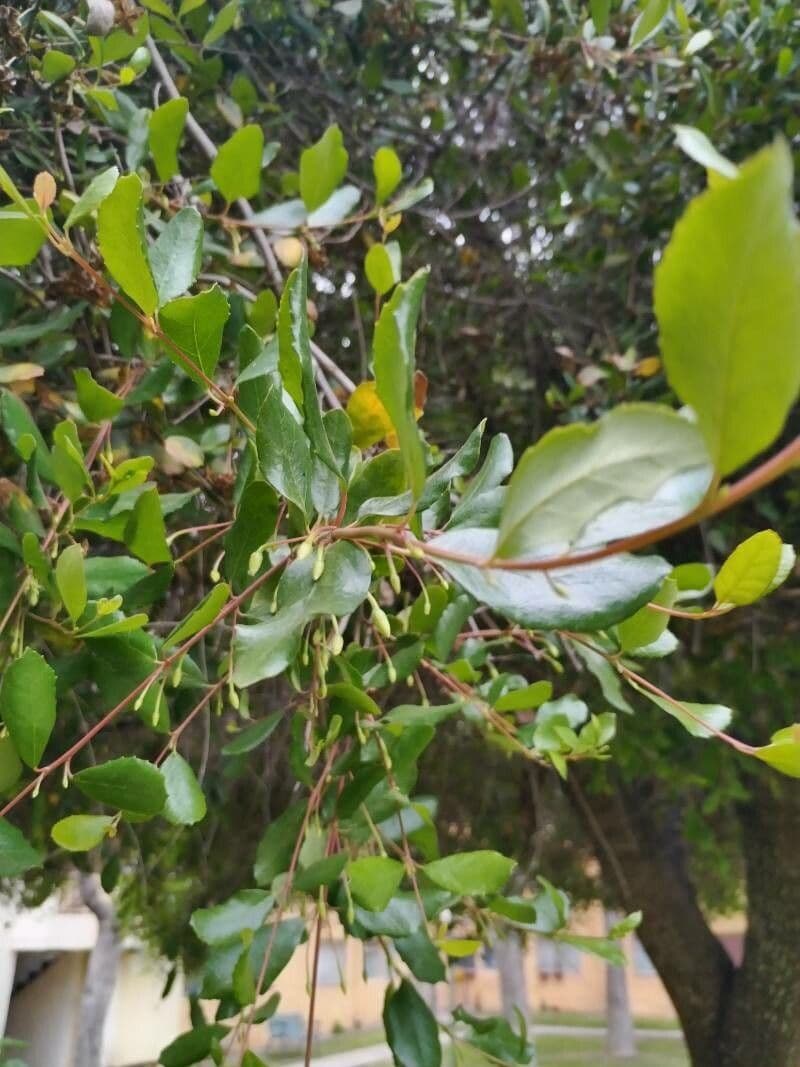 Maiglöckchenbaum 13