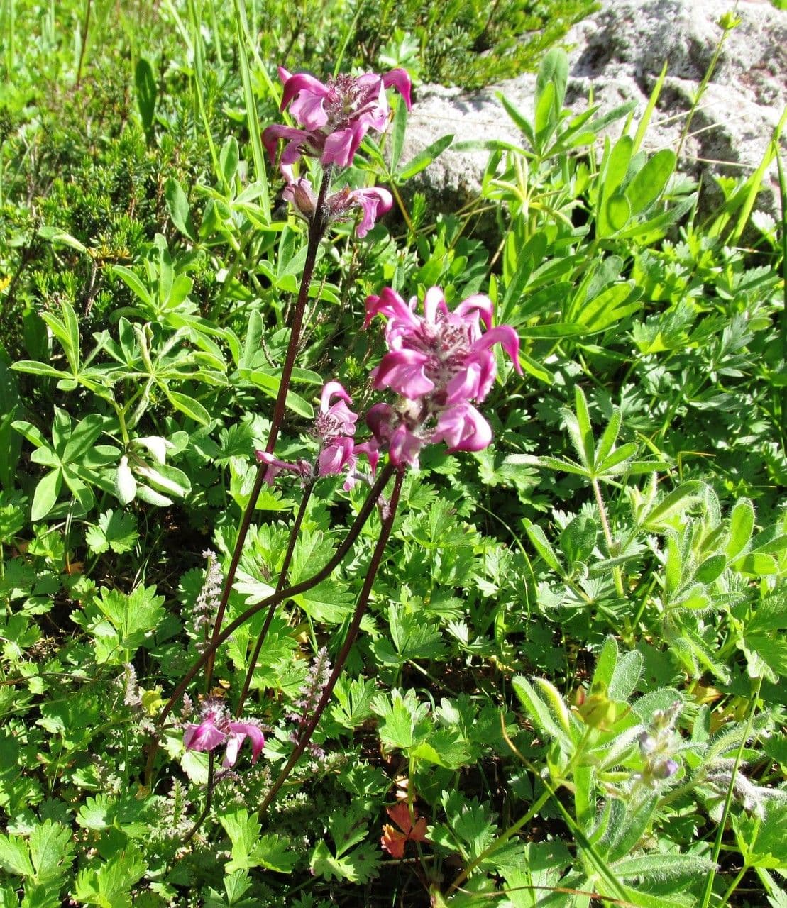 Pediculare 6