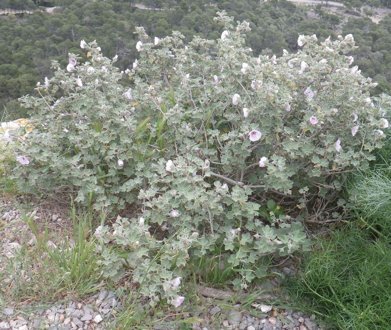 Malva subovata 11