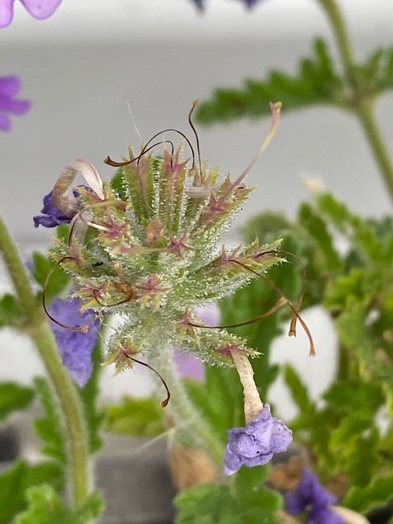 Verbena rigida 3