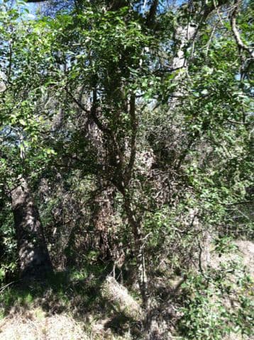Zanthoxylum clava-herculis 8