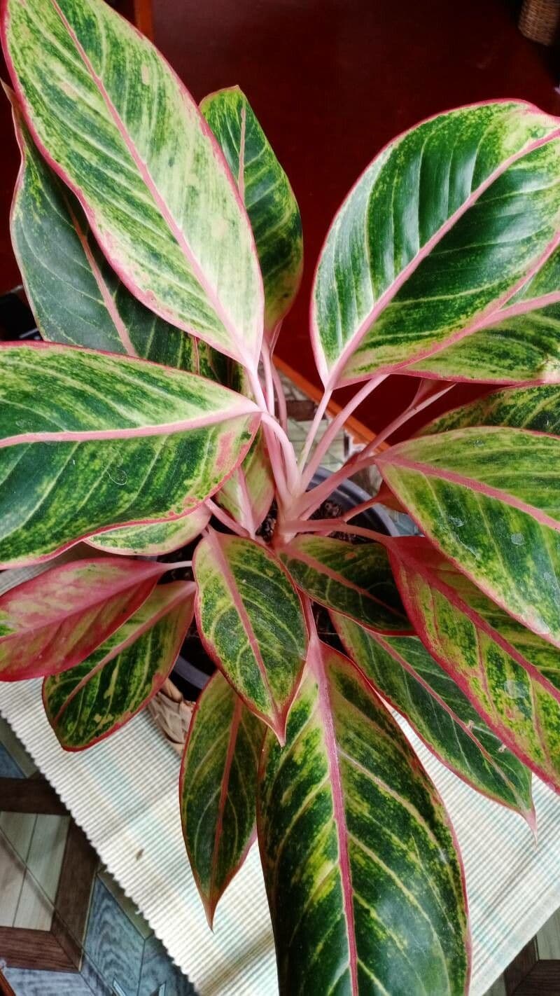 Aglaonema 23