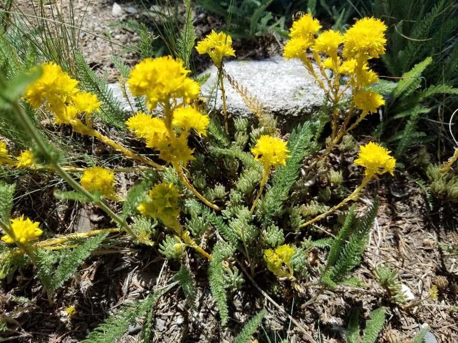 Sedum lanceolatum 3