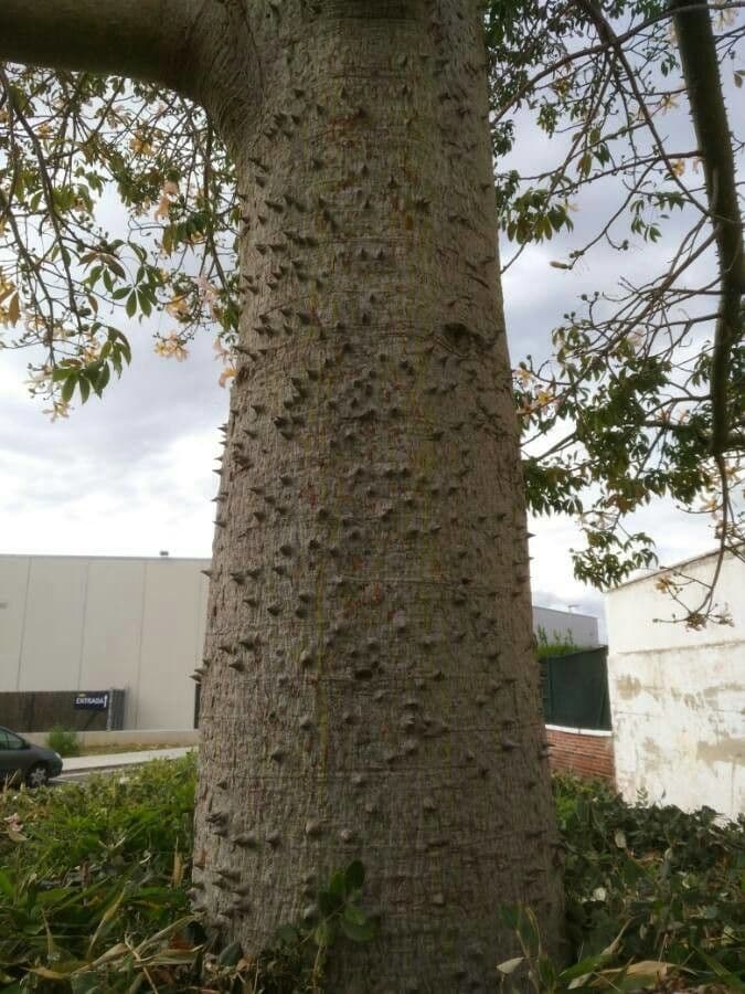Zanthoxylum clava-herculis 4