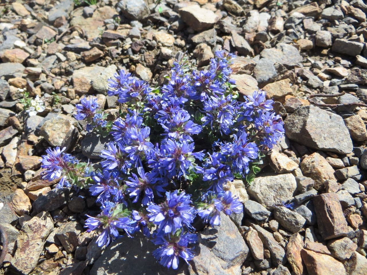 Veronica pirenaica 7
