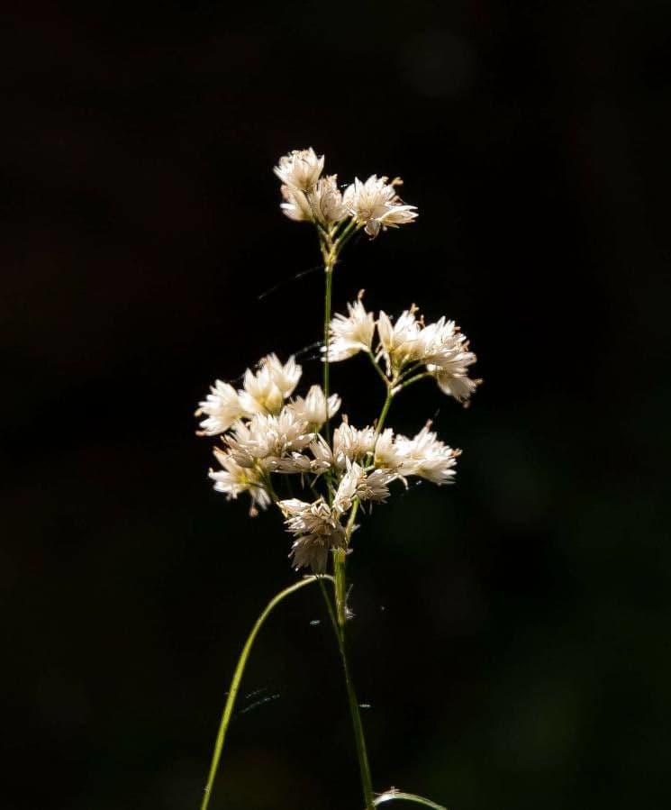 Erba lucciola bianca 8