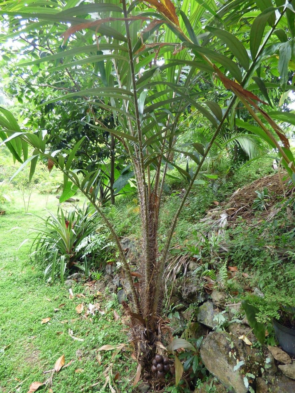 Salak 7