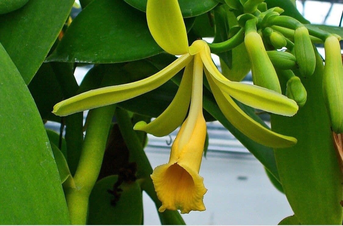 Vaniglia pompona 5