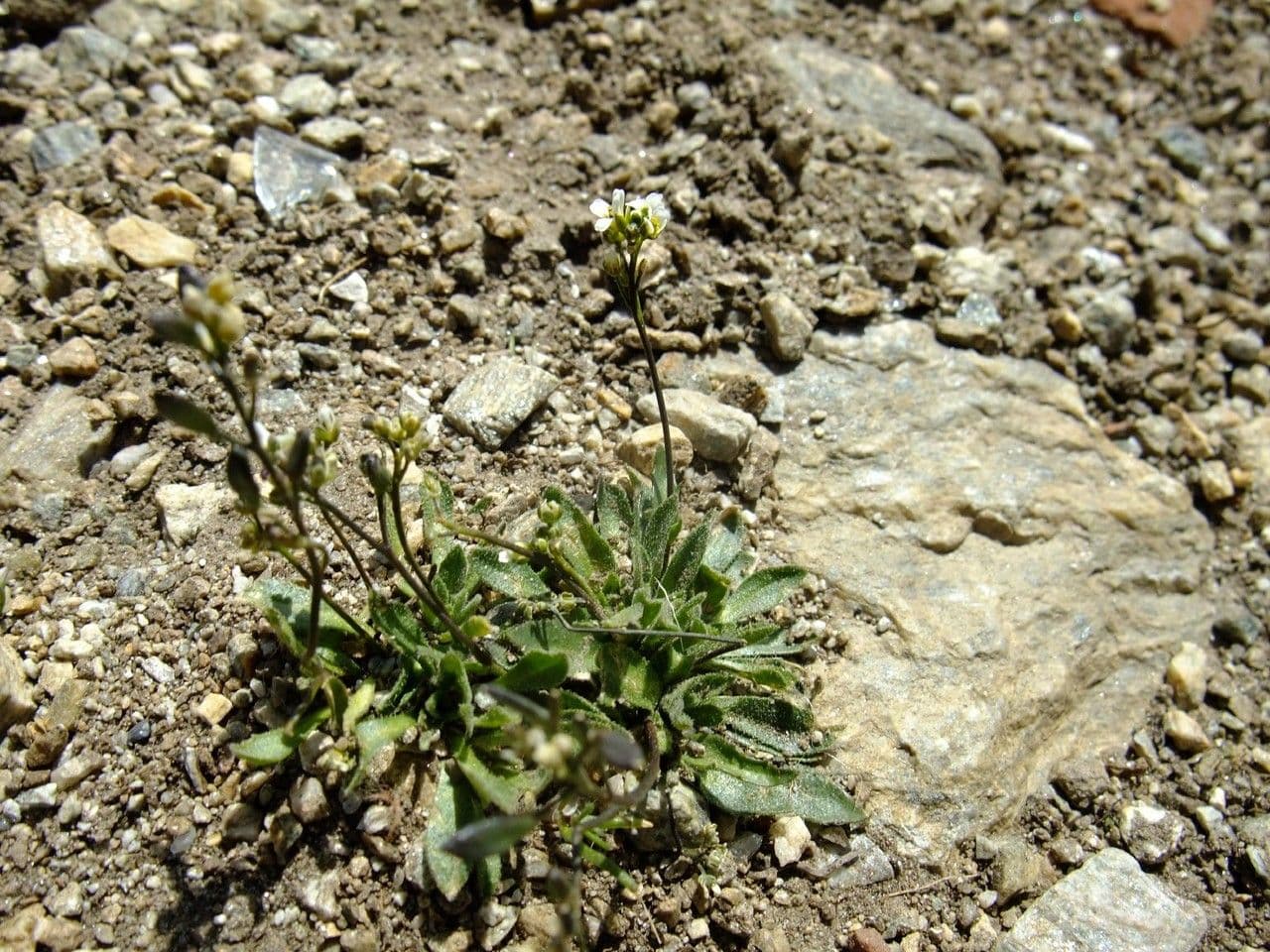 Draba 12