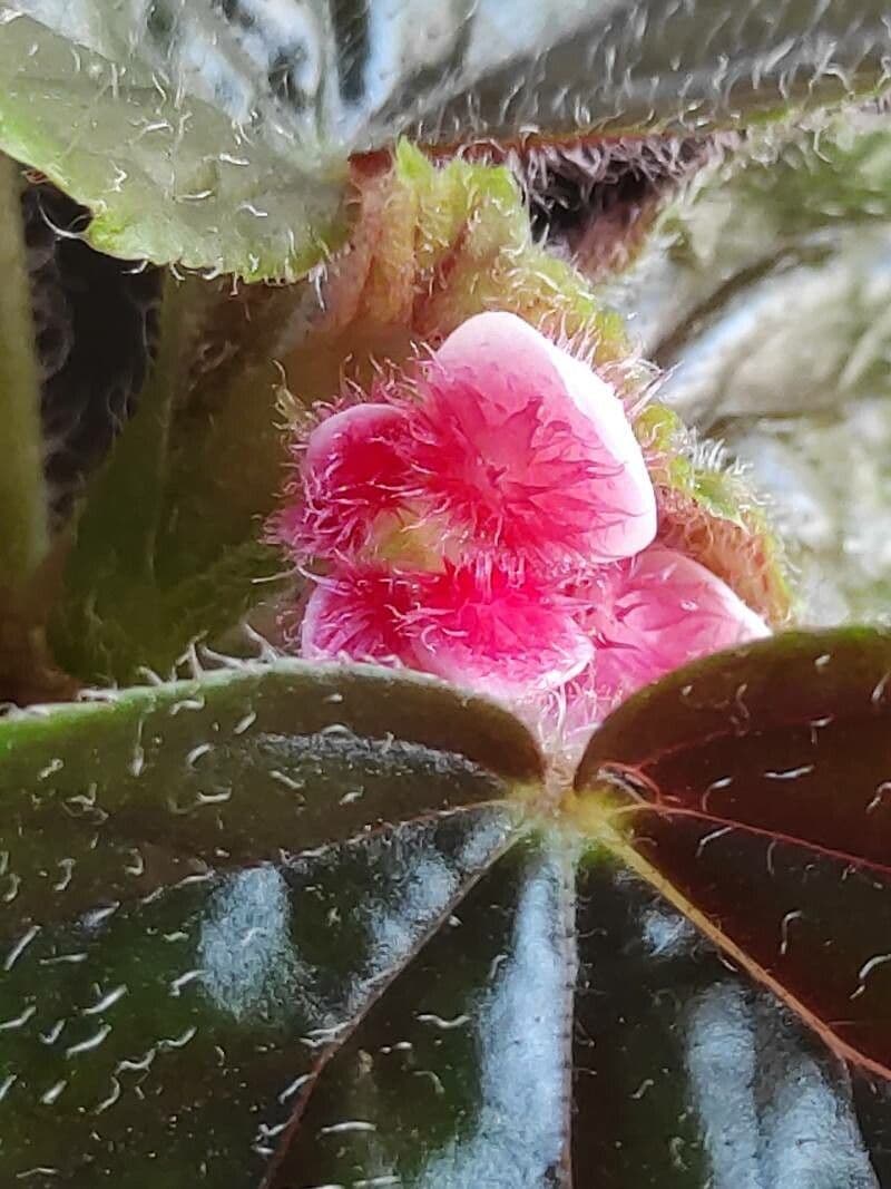 Begonia