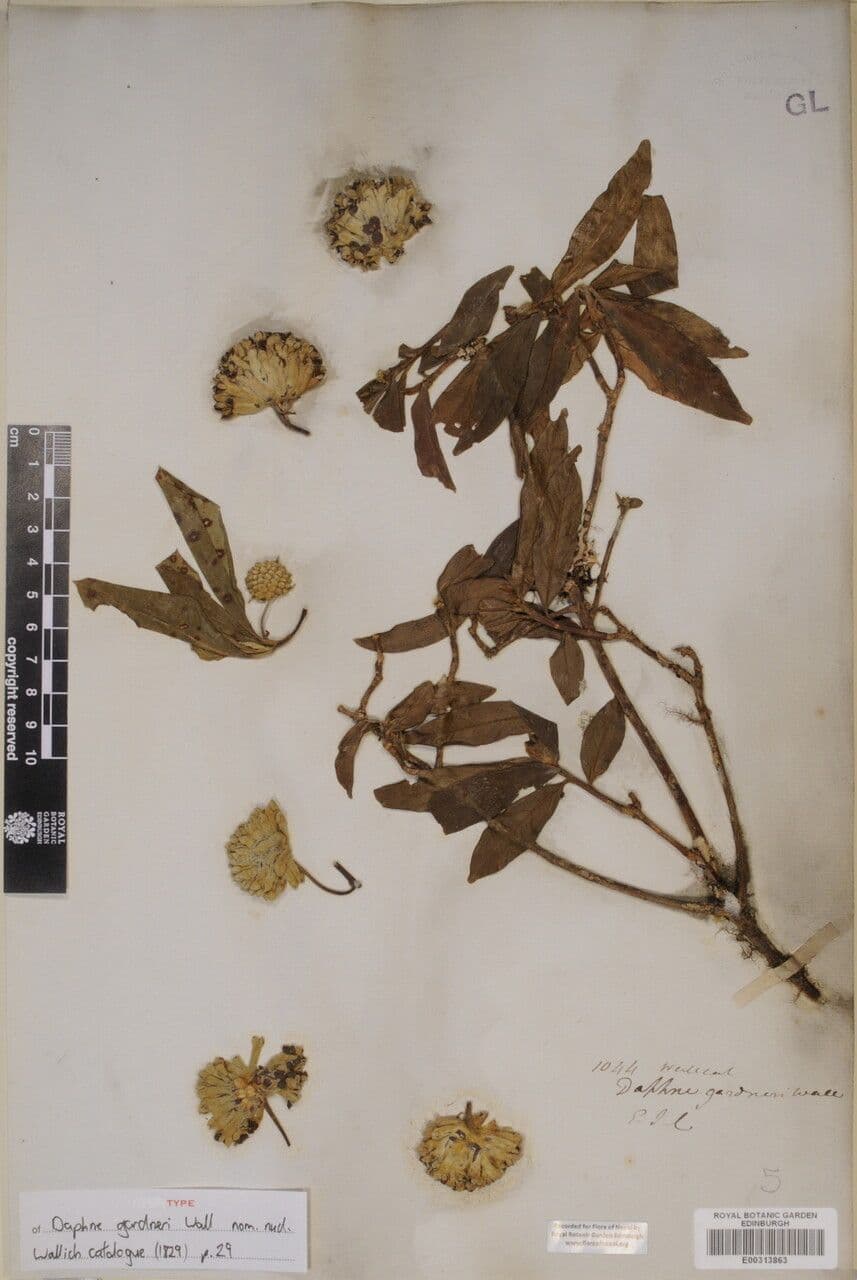 Edgeworthia 7