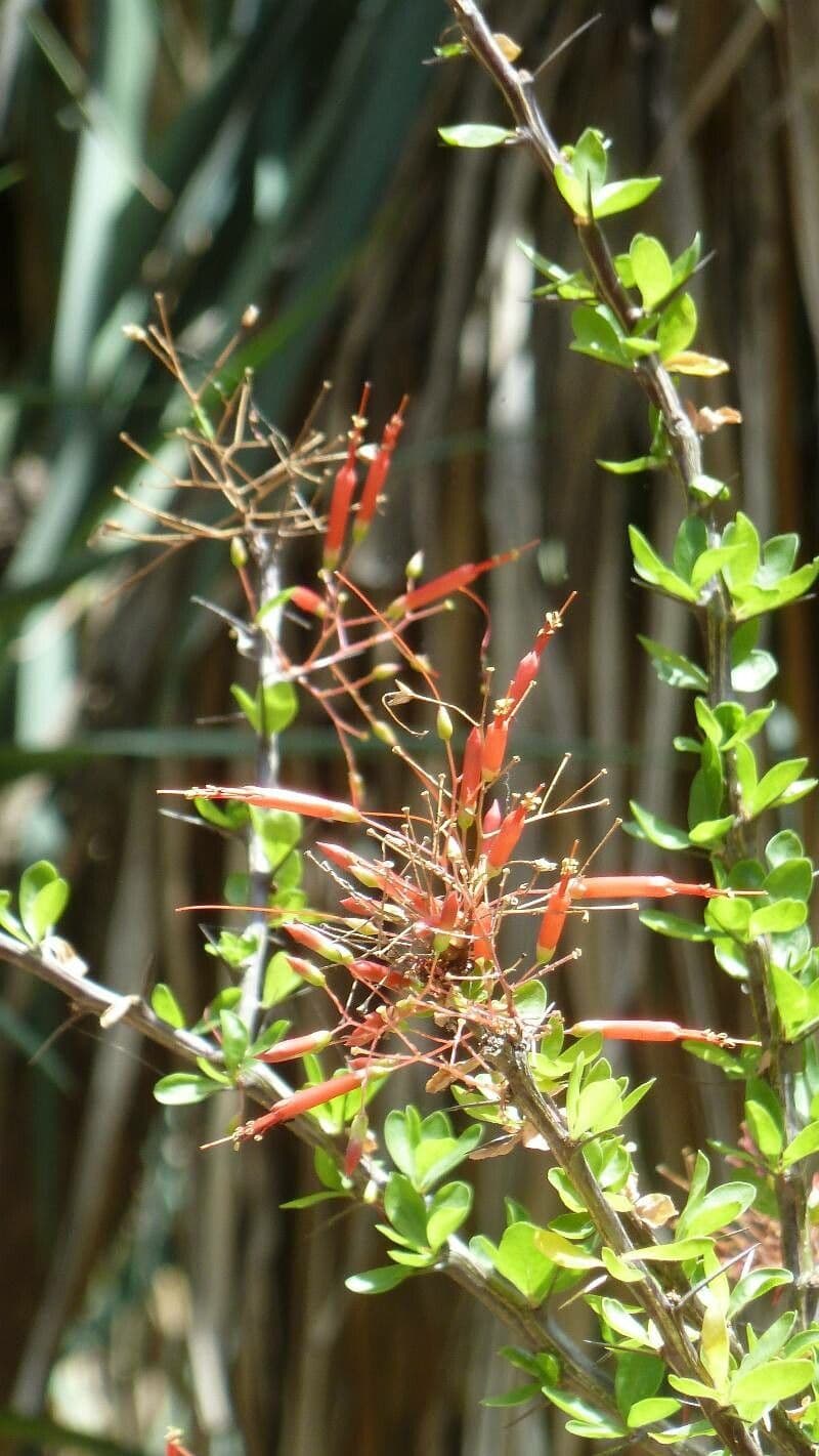 Fouquieria 4