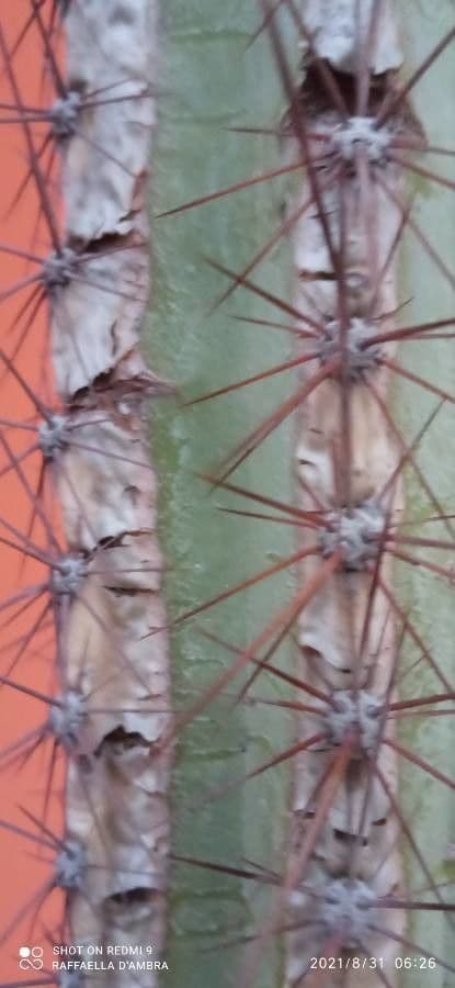 Cactus organo 18
