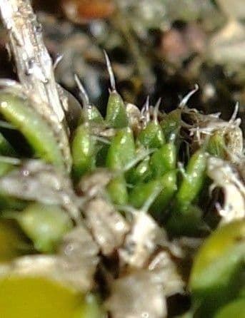 Draba aizoides 4