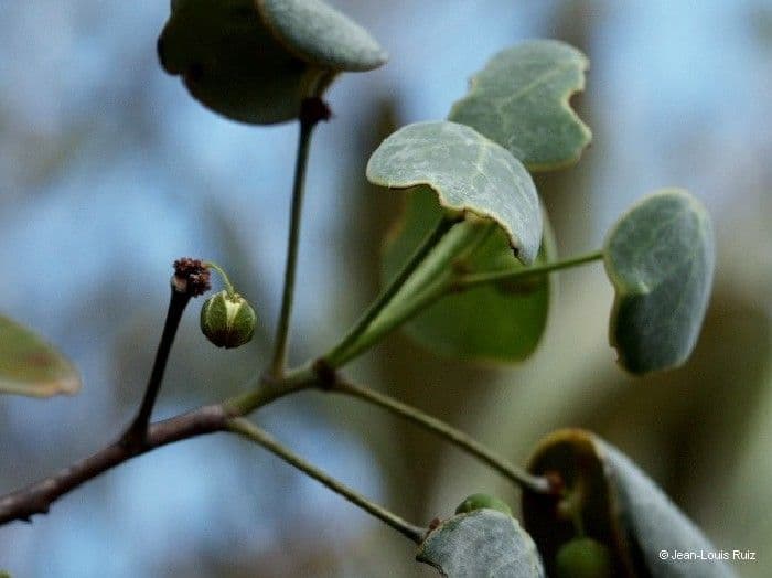 Phyllanthus 3