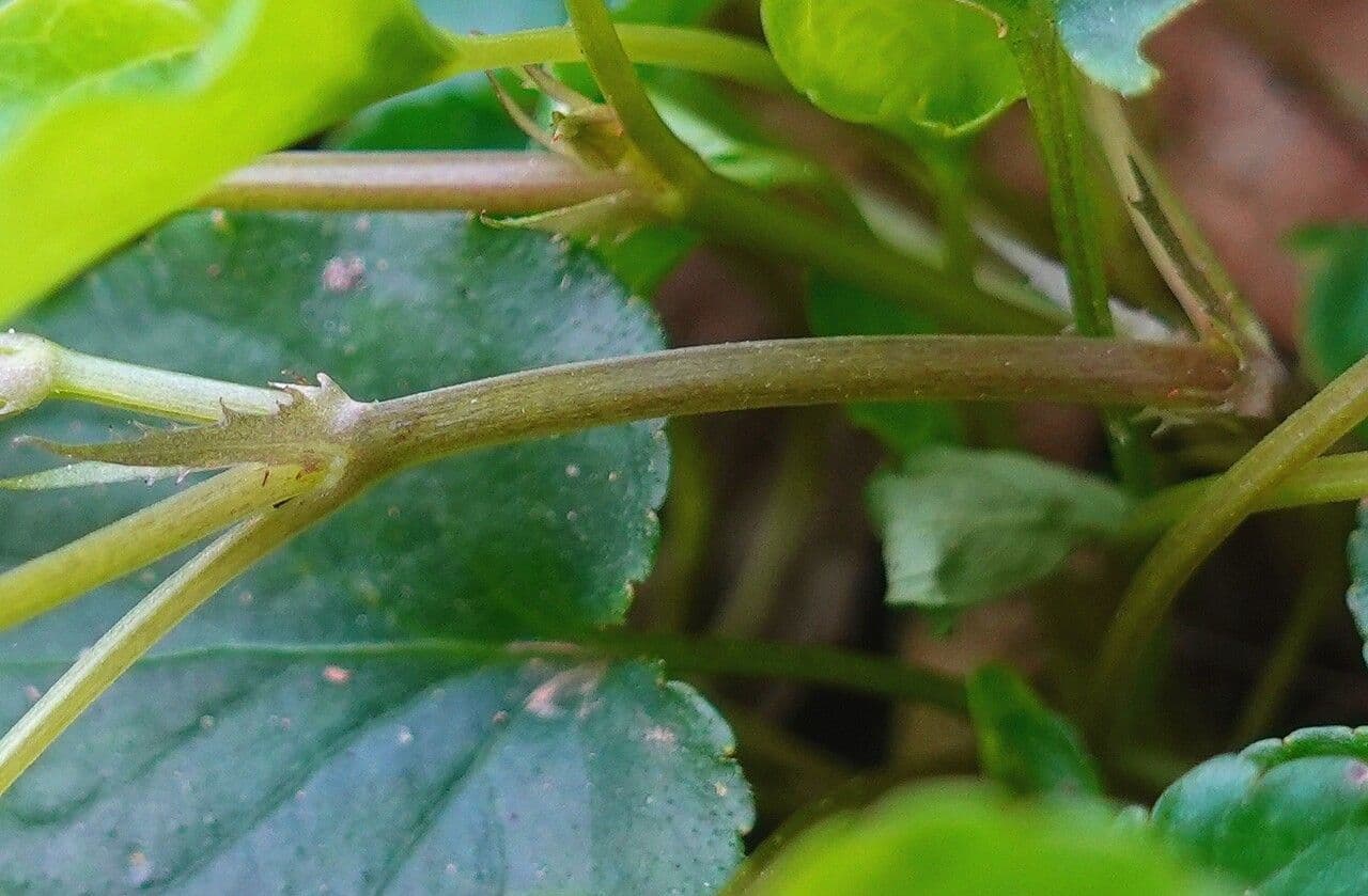 Viola di Rivinus 22