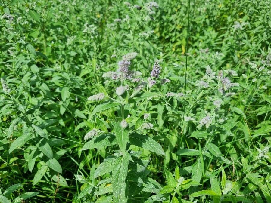 Menta selvatica 6