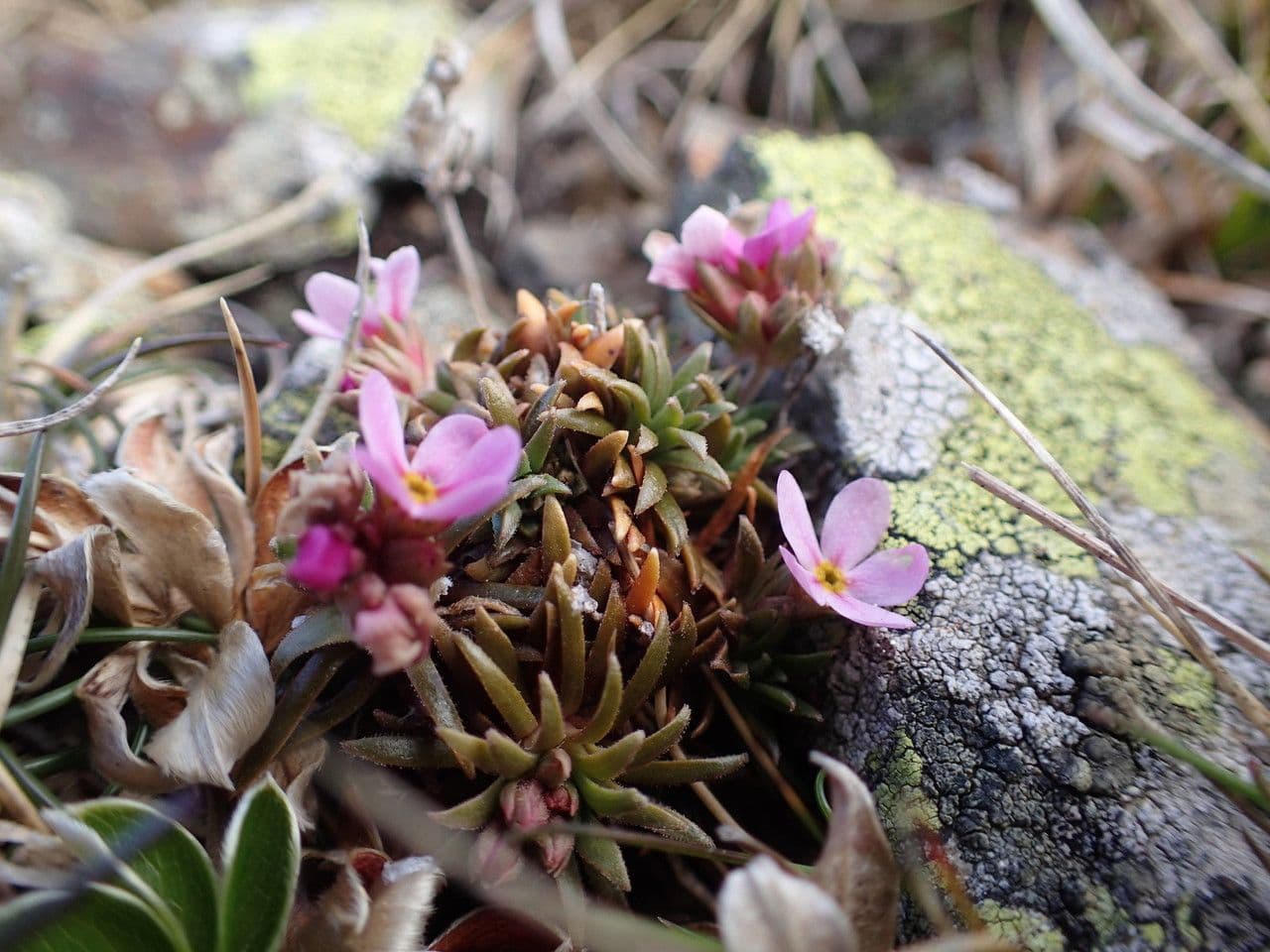 Androsace di Haller 7