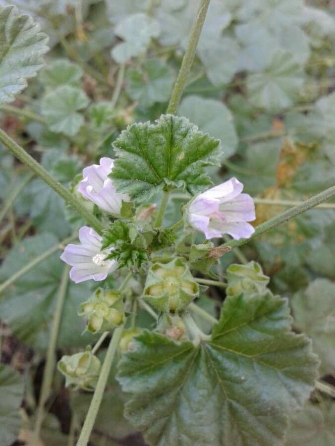 Malva pusilla 10