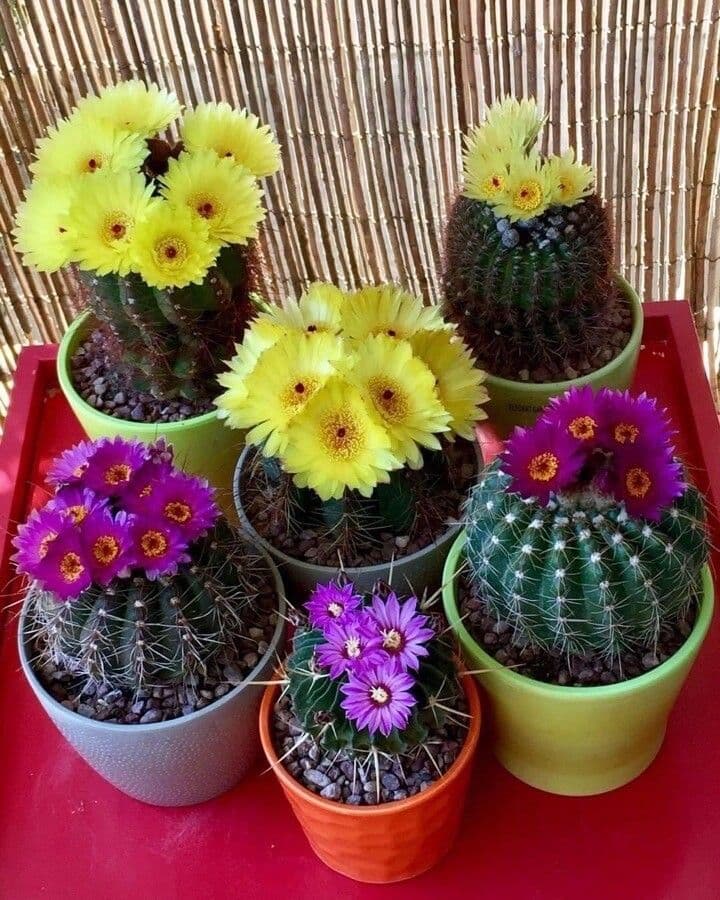 Parodia 4
