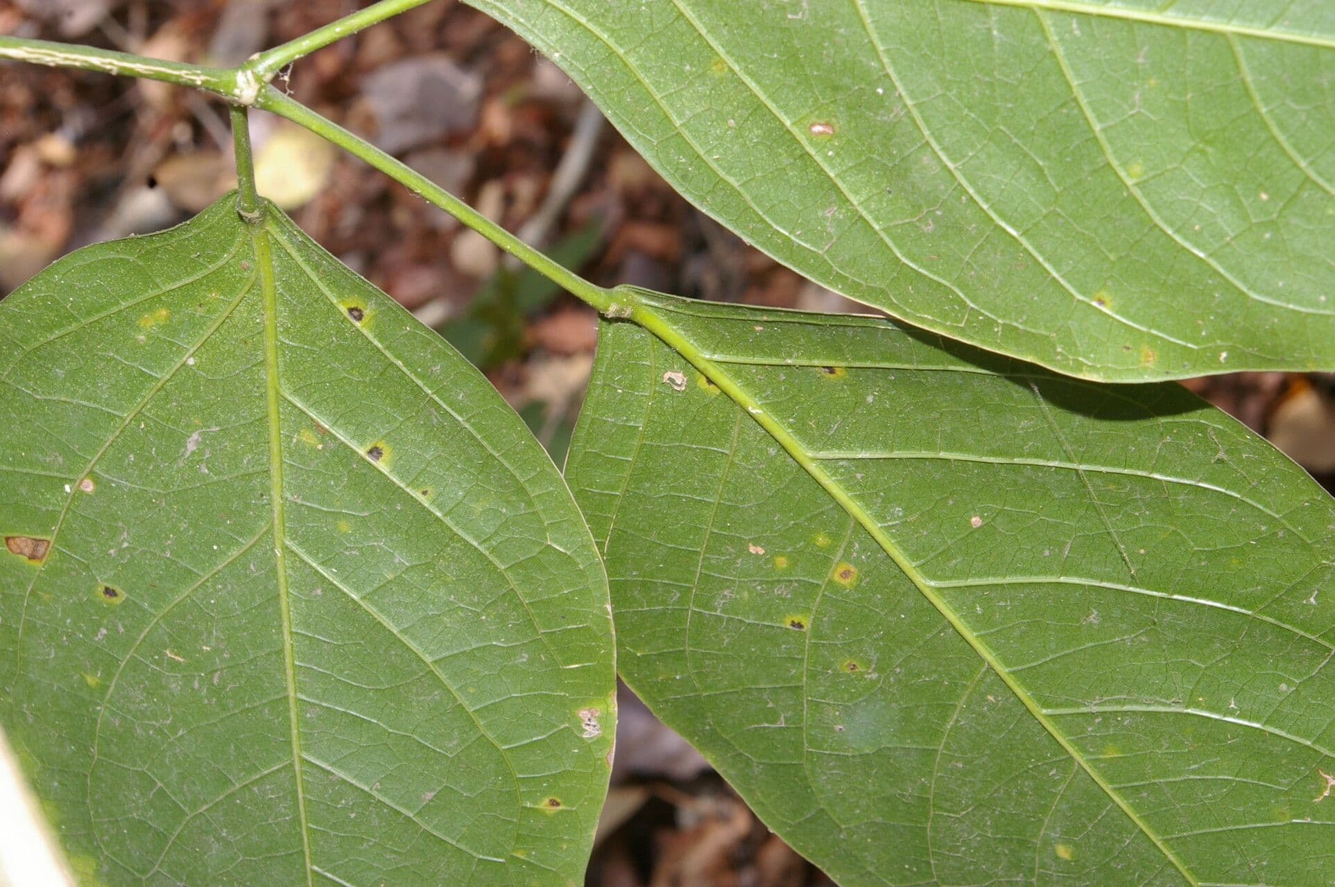 Adenocalymma inundatum 6