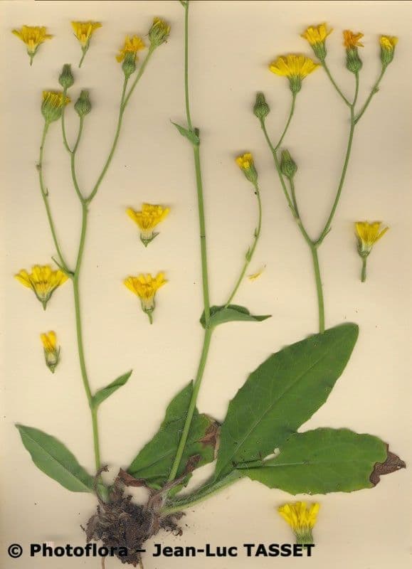 Gänsblume 8