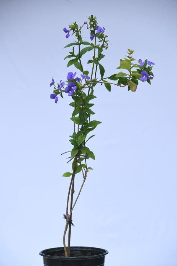 Gambelia 6