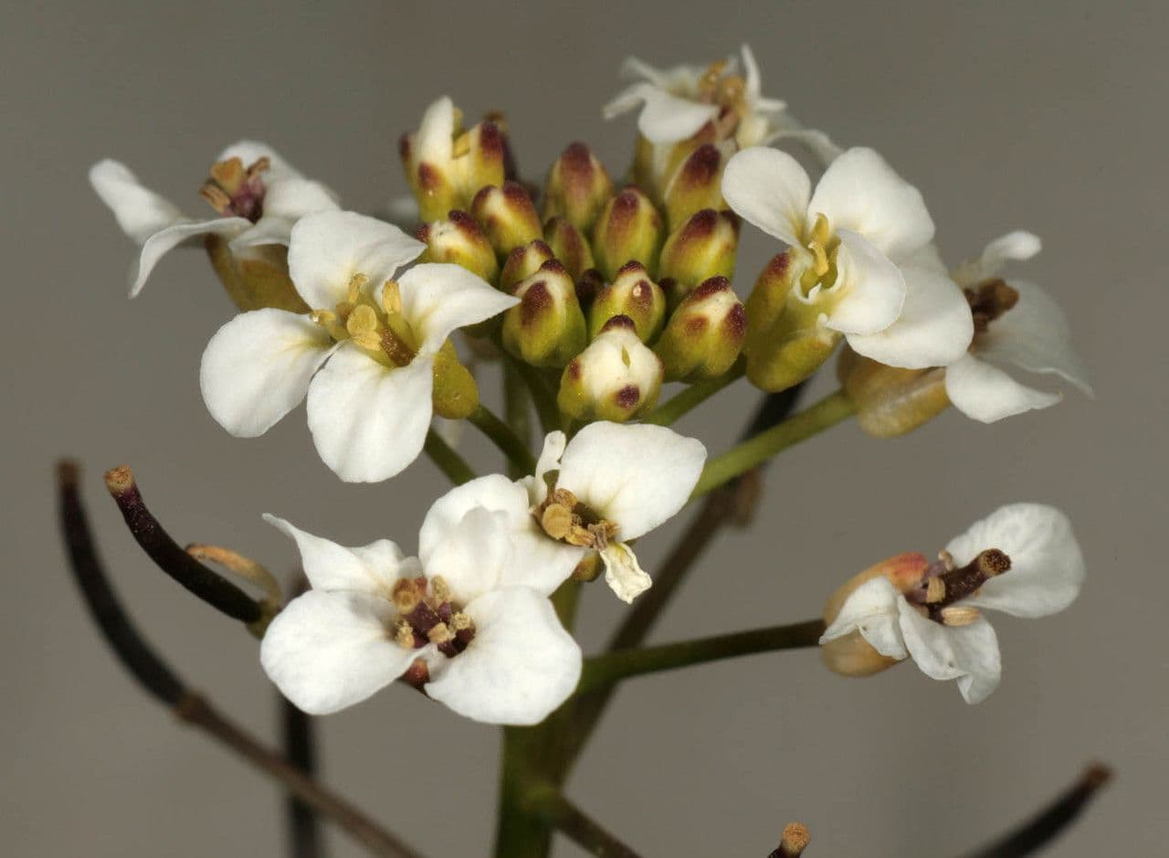 Kleinblättrige Brunnenkresse