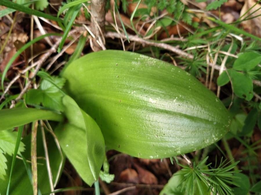 Orchidea militare 13
