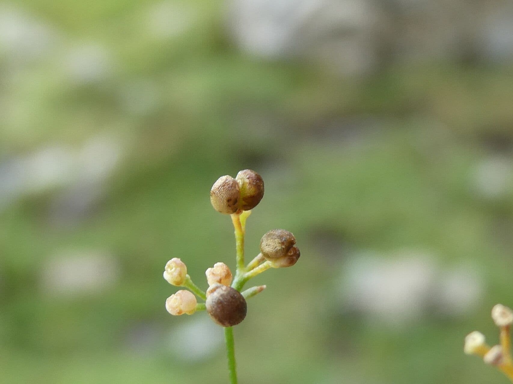 Caglio liscio 2
