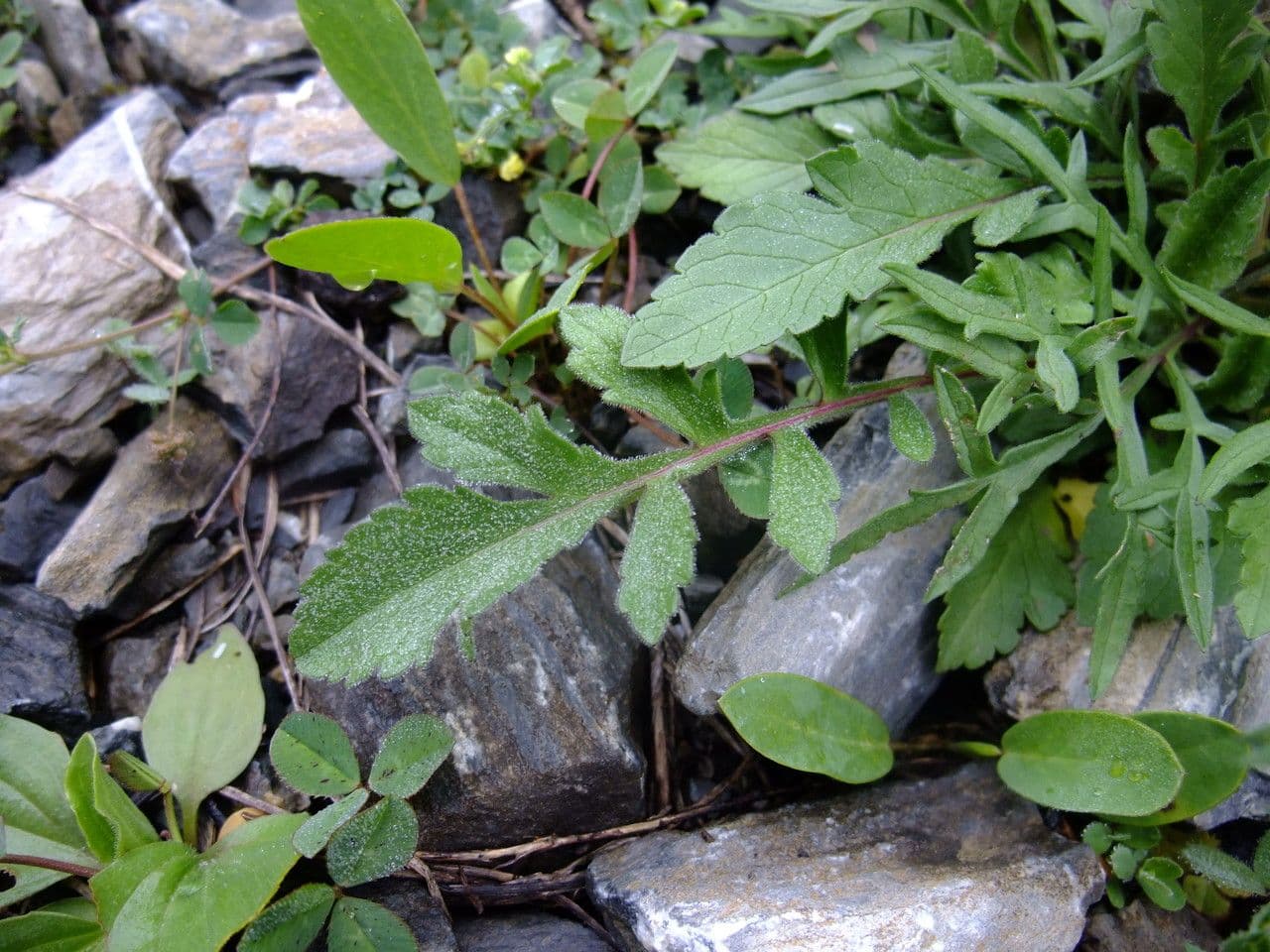 Vedovina lucida 11