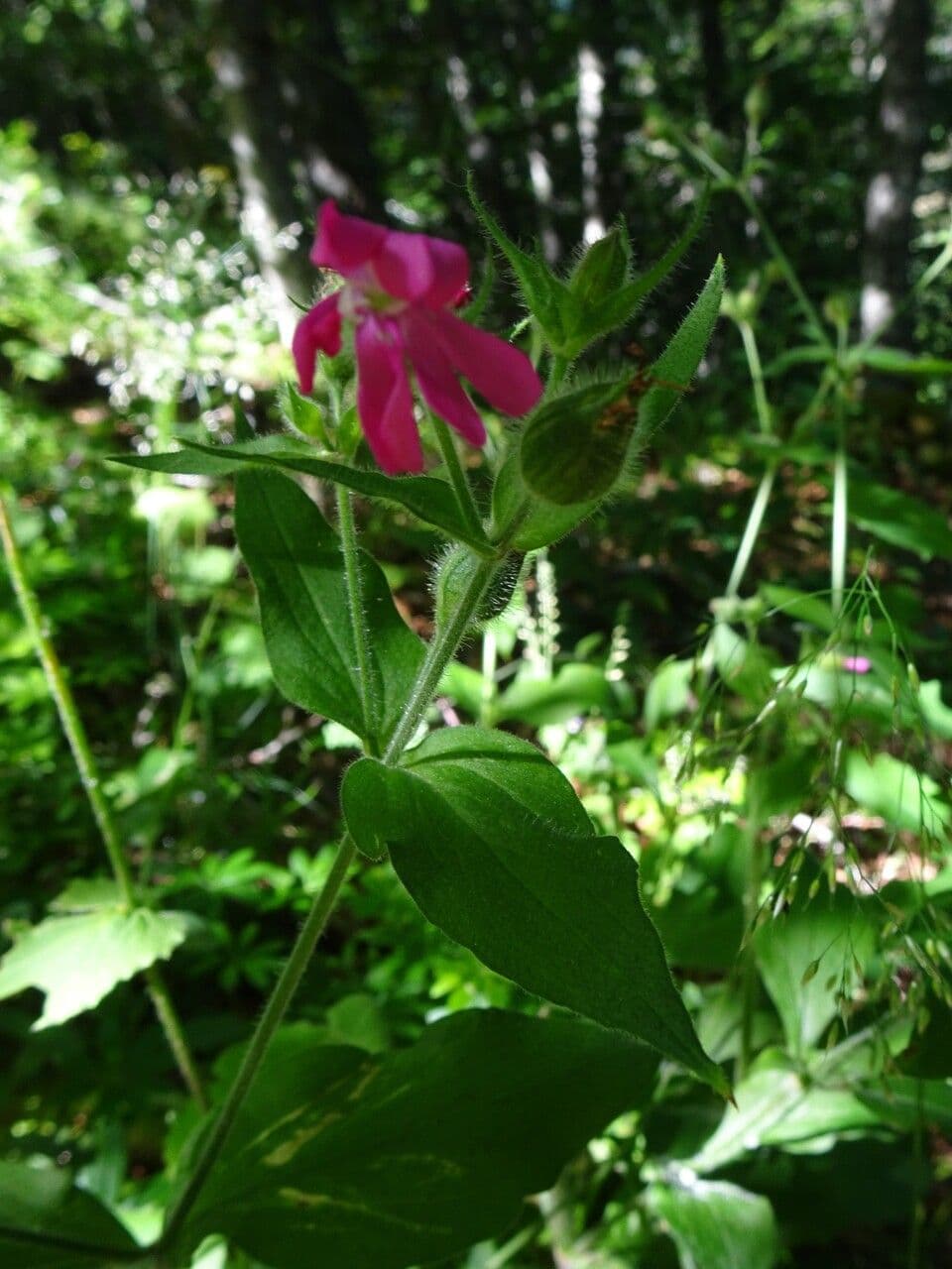 Silene dioica 28