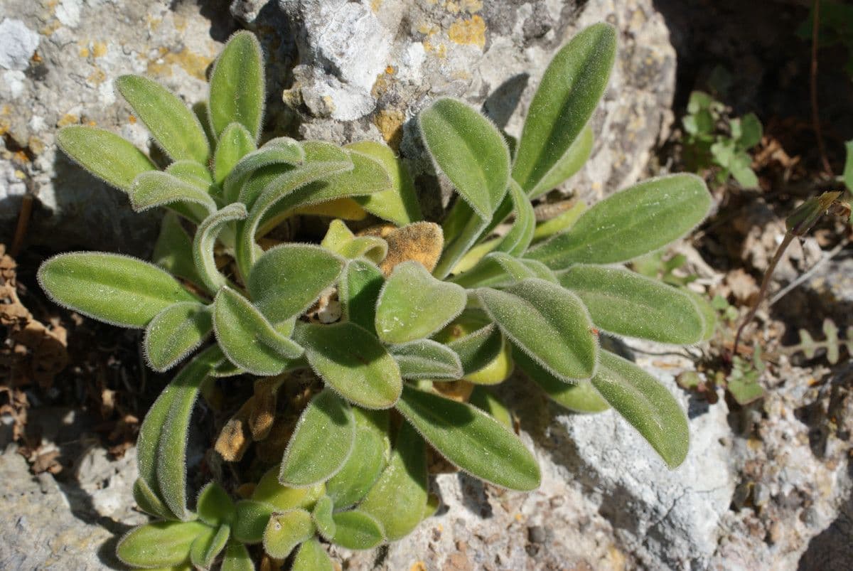 Silene 14