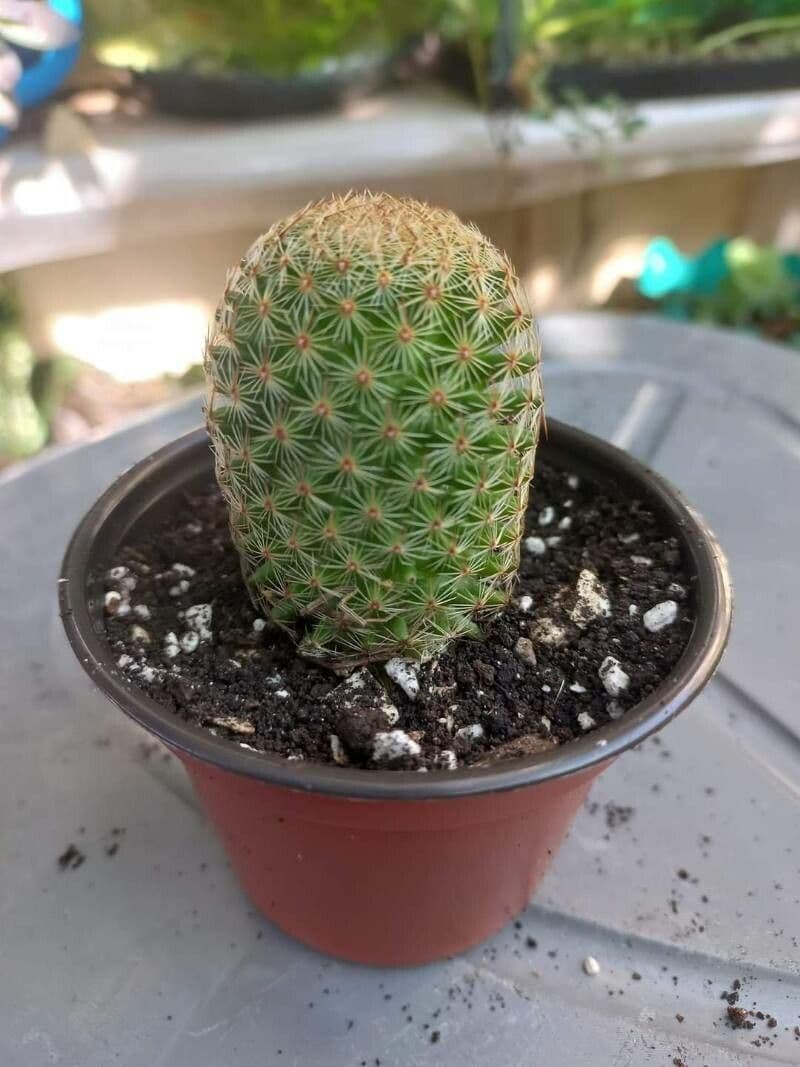 Mammillaria di Matuda 9