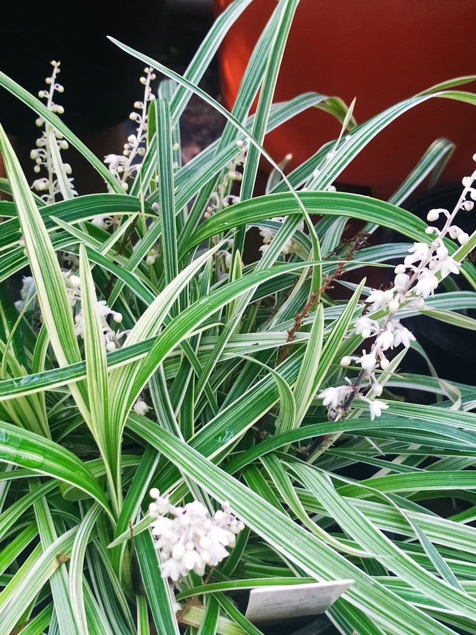 Liriope spicata 7