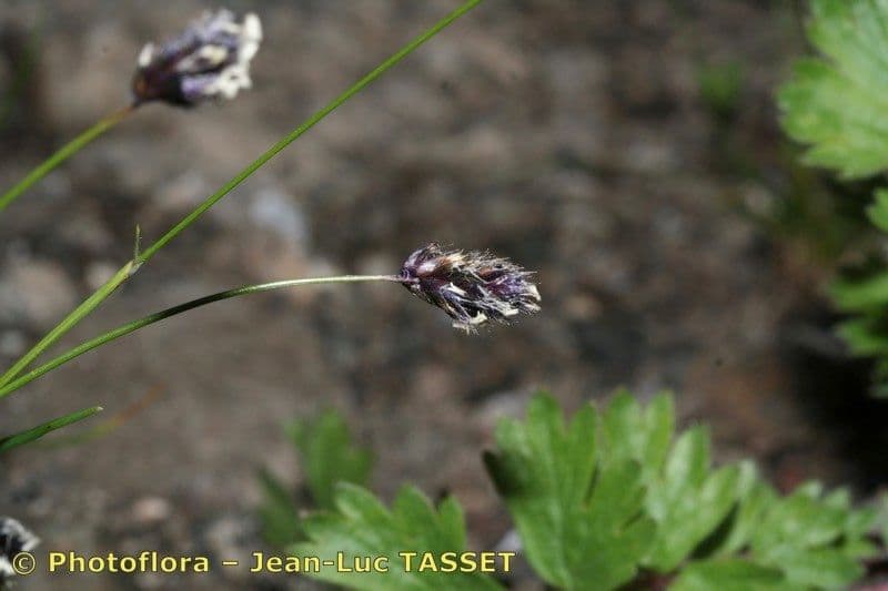 Psilathera 6