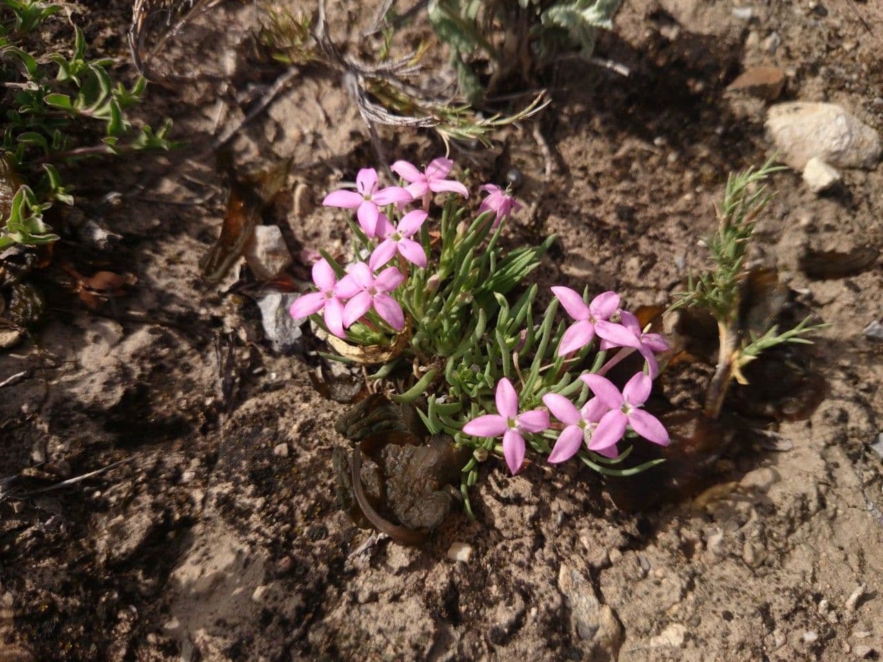 Houstonia rossa 8