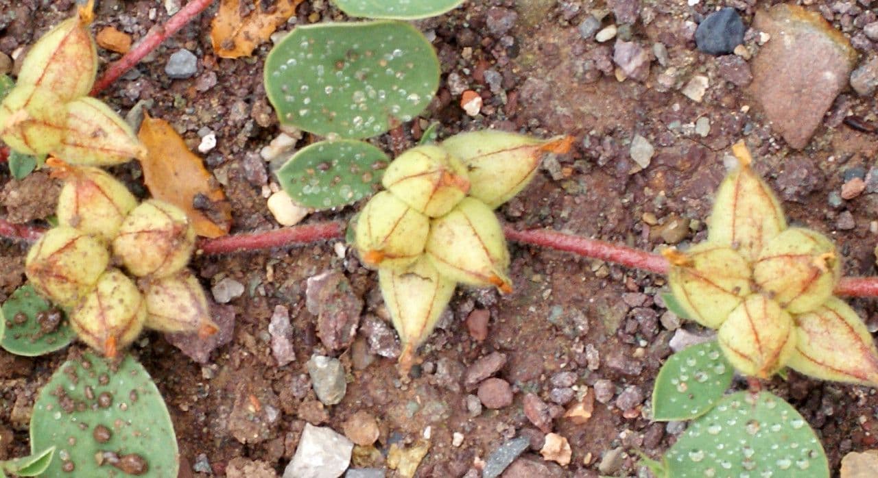 Tripodion tetraphyllum