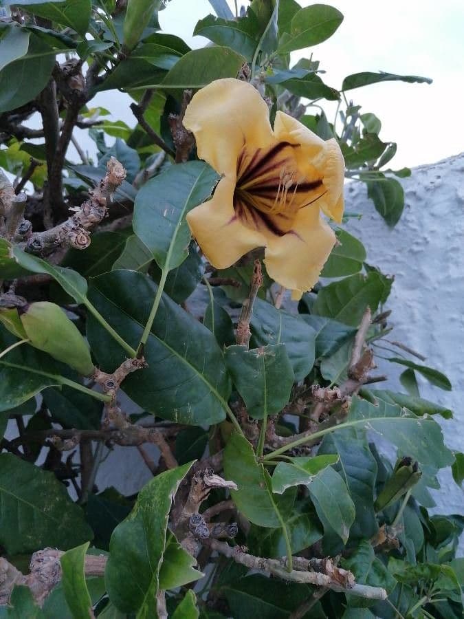 Kelchblume 13