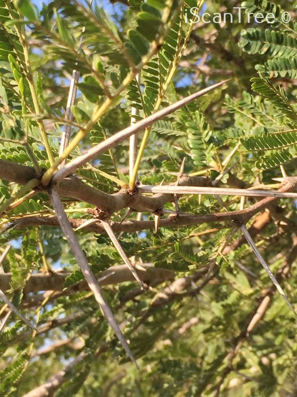 Vachellia gerrardii 11