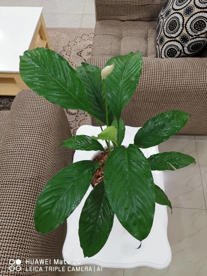 Aglaonema 12