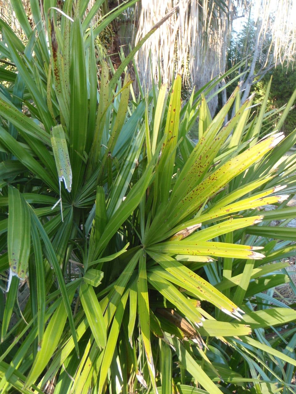 Palma aghiforme 6