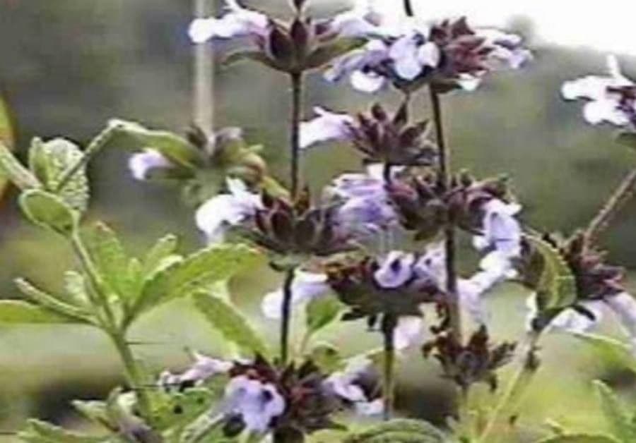 Salvia