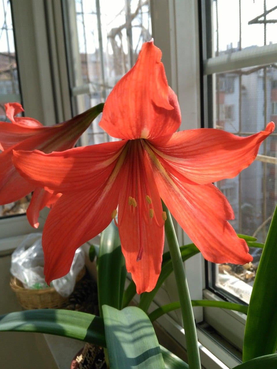 Amarilis 4