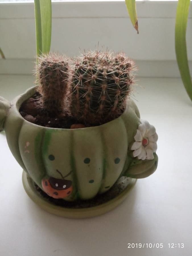Echinocereus coccineus 14